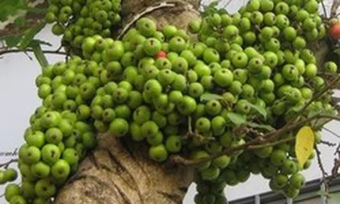 Lời khuyên đến những gia đình đang trồng cây sung