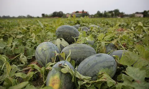 Dưa được mùa, chín đầy ruộng nhưng người trồng vẫn lo "sốt vó"