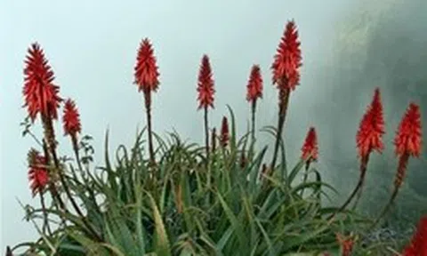 Cây thuốc quý mọng nước, mềm mịn như thạch: Nhà nào có vài chậu quý ngang vàng mười