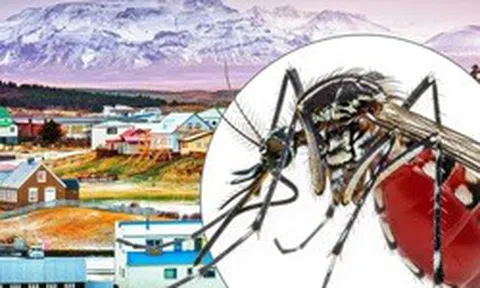 Vì sao Iceland không có con muỗi nào?