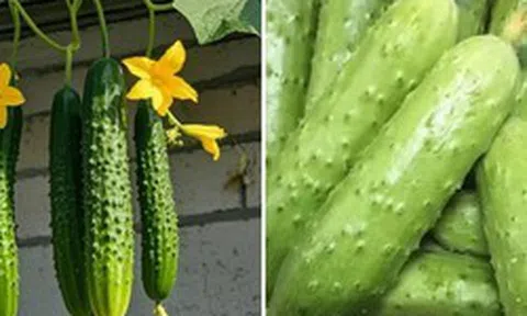 Đừng tùy tiện chọn bất kỳ quả dưa chuột nào! Tránh 4 lỗi này thì những người bán rau phải gọi bạn là chuyên gia