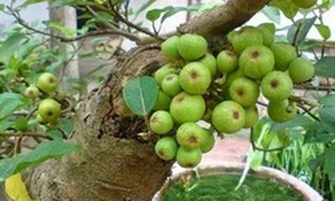 Lời khuyên dành cho các gia đình đang trồng cây sung