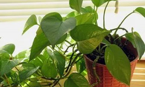 Lời khuyên đến các gia đình đang trồng cây trầu bà