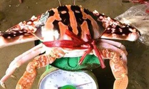 Vụ hóa đơn bữa ăn 18 triệu đồng: Ghẹ đỏ là hải sản gì mà giá tới 1,7 triệu/kg ở Sầm Sơn?