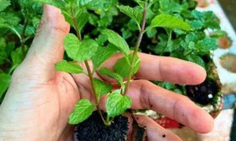 Lời khuyên đến những gia đình đang trồng cây rau húng