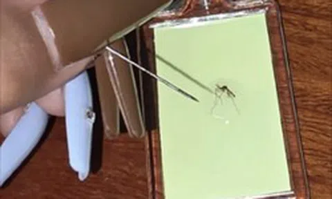 Độc đáo: cô gái khởi nghiệp từ loài côn trùng “ai cũng ghét, thấy là đập” gây sốt mạng xã hội