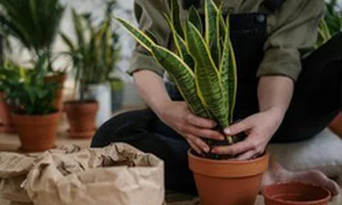 9 lý do vì sao bạn nên trồng 1 cây lưỡi hổ trong nhà