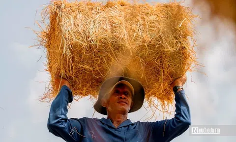 Chợ rơm Ba Lai nhộn nhịp, nâng giá trị nông nghiệp miền Tây