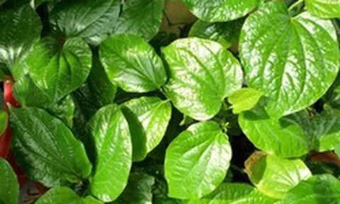 Lời khuyên đến những gia đình đang trồng cây lá lốt
