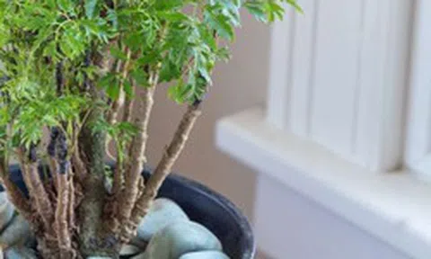 6 lý do vì sao bạn nên trồng 1 cây đinh lăng trong nhà