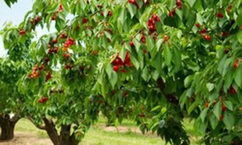 5 loại quả ngọt lịm nhưng lại giúp kiểm soát đường huyết, ngăn ngừa tiểu đường: Việt Nam rất sẵn