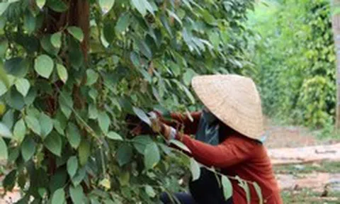 Cây thuốc quý của Việt Nam được Mỹ đánh giá cao, trả nhiều tiền mua về, hóa ra là “vàng mười” cho sức khỏe
