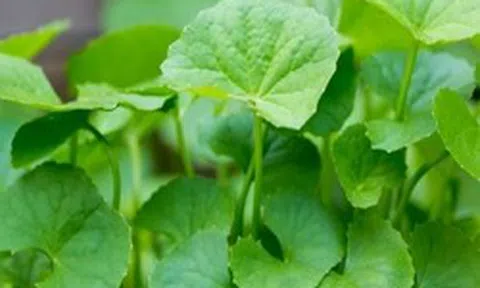 Lời khuyên dành cho những gia đình đang trồng rau má