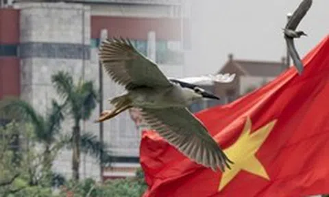 Hà Nội đất lành chim đậu: Chim hoang dã chao liệng săn mồi giữa Hồ Gươm tạo ra khung cảnh hiếm có