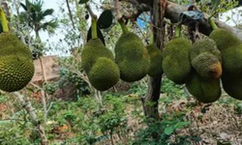 Nhìn sự bất thường trên cây mít vườn nhà, tôi phát hiện ra bí mật của mẹ