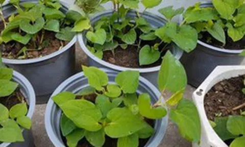 5 lý do vì sao nên trồng 1 chậu rau diếp cá trong nhà