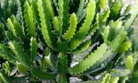 5 cây không trồng trước nhà: Cây càng thịnh người càng suy