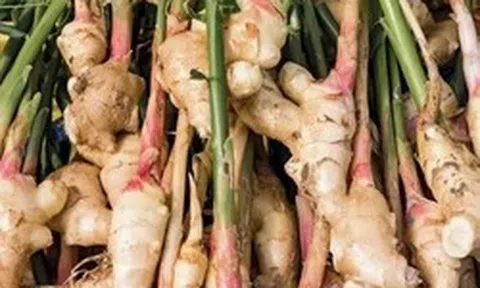 Lời khuyên đến những gia đình đang trồng riềng