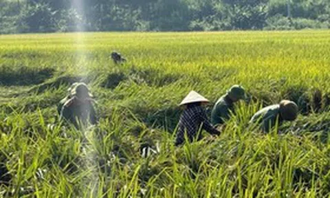Công an đội mưa xuống đồng cứu lúa và "lá đơn cảm ơn" khiến ai đọc cũng ấm lòng