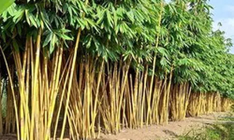 Lời khuyên dành cho những gia đình đang trồng cây tre