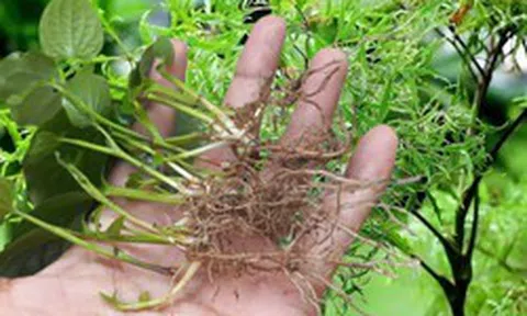 Uống lá đinh lăng, rễ lá lốt, người đàn ông cấp cứu vì không thể đi lại