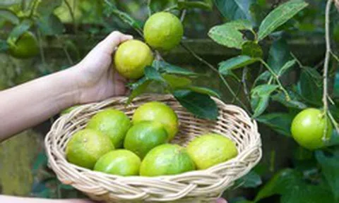5 lý do vì sao bạn nên trồng 1 cây chanh trong nhà
