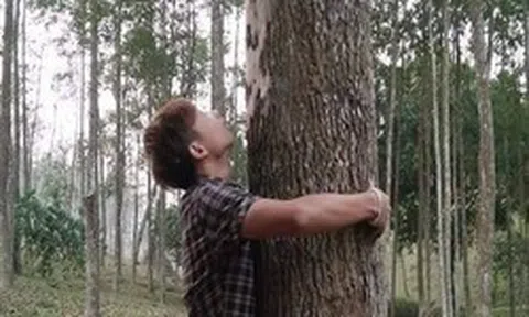 Loại gỗ được ví 'đắt hơn vàng', thế giới ráo riết cứu: Việt Nam từng ghi nhận chỉ 8 cây ngoài tự nhiên