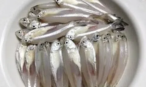 Loài cá có tên một loại hoa, với giá trị dinh dưỡng cao và tốt cho sức khỏe