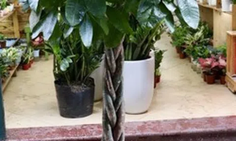 7 lý do nên trồng cây kim ngân trong nhà