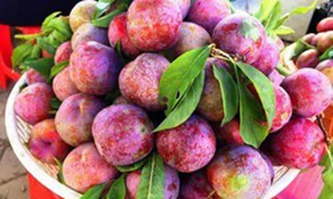Loại quả chua ngọt đang chín rộ: Người than "nổi mụn", Đông y lại coi là thuốc “sinh tân dịch”, ăn đúng giúp giải nhiệt, đẹp da từ bên trong