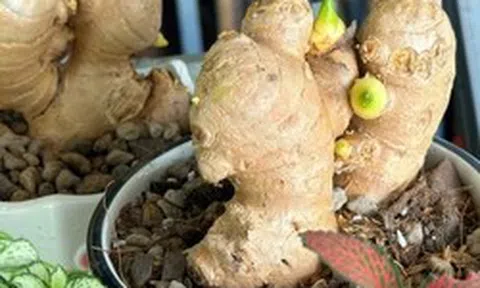 5 lý do nên trồng gừng trong nhà
