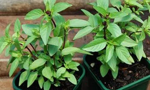 Lợi ích của cây húng quế
