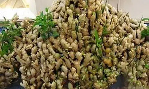 Lợi ích của trồng gừng
