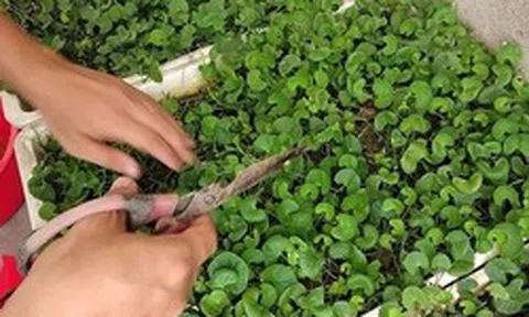 Lợi ích của rau má