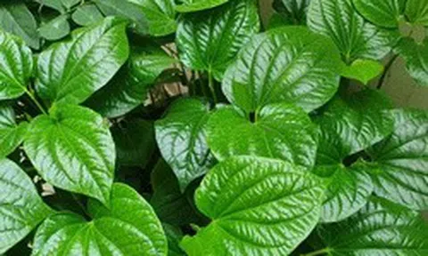 4 lý do nên trồng lá lốt trong nhà