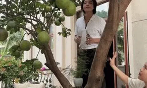 Việt Hương thu hoạch bưởi trong biệt thự 300 tỷ đồng, Trấn Thành đi mát xa
