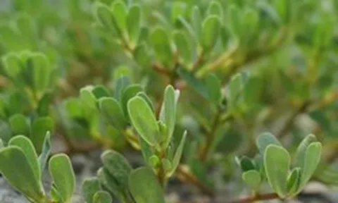 Người xưa dặn "đầu hè ăn 3 loại cỏ, cả mùa ít gặp bác sĩ": Hóa ra là 3 thứ rau đang đầy chợ Việt