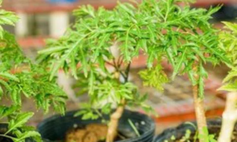 Lợi ích khi trồng cây đinh lăng