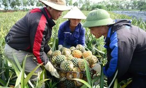 Cây "làm giàu" ở xứ Thanh rớt giá, nông dân chật vật giữa vụ thu hoạch