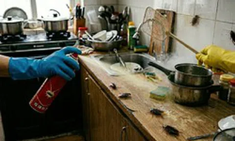 Lời khuyên đến những gia đình đang phải “sống chung” với… gián
