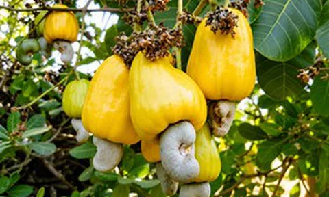 Khơi nguồn giá trị, nâng tầm hạt điều Việt