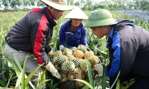 Cây "làm giàu" ở xứ Thanh rớt giá, nông dân chật vật giữa vụ thu hoạch