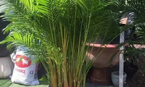 2 cây nên trồng trước nhà, 3 cây hợp trồng sau nhà