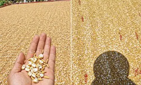 Bức ảnh trời nóng đến mức thóc phơi nổ thành bỏng: Chuyên gia lên tiếng
