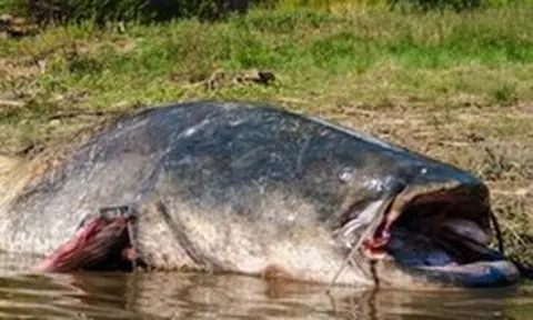'Thủy quái nước ngọt' dài 2,5m, nặng 110kg bất ngờ mắc câu: 3 người vật lộn suốt 2 giờ mới kéo được lên bờ