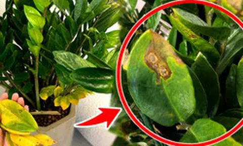 Cây kim tiền từng “nhà nào cũng có” giờ bị nhiều người âm thầm bỏ: 4 nhược điểm khiến ai trồng rồi cũng ngán