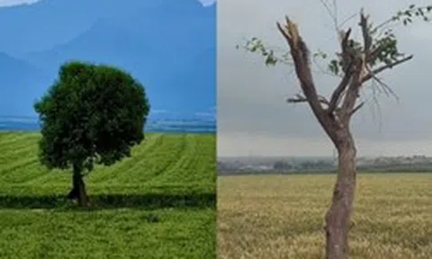 Cây cô đơn nổi tiếng vừa bị chặt