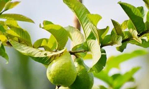 3 công dụng của lá ổi, biết để tận dụng ngay