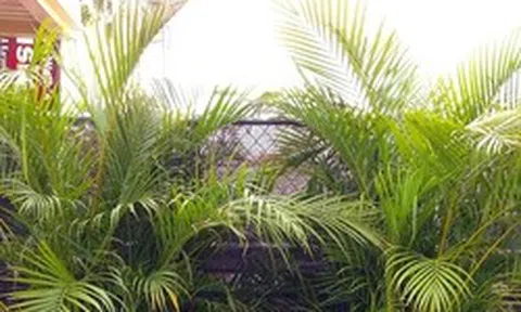 5 loại cây giúp làm mát nhà tự nhiên, giảm oi bức mùa hè
