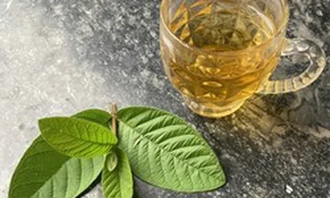 Cơ thể thay đổi thế nào nếu uống lá ổi liên tục vài tuần?